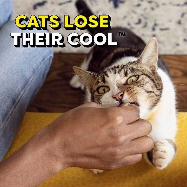Adult Cat Treats B9863