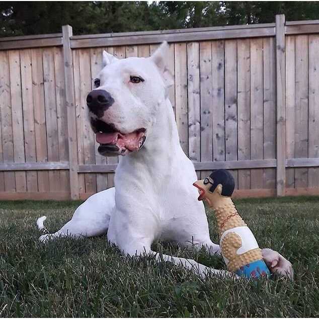 Chicken Dog Toy B882