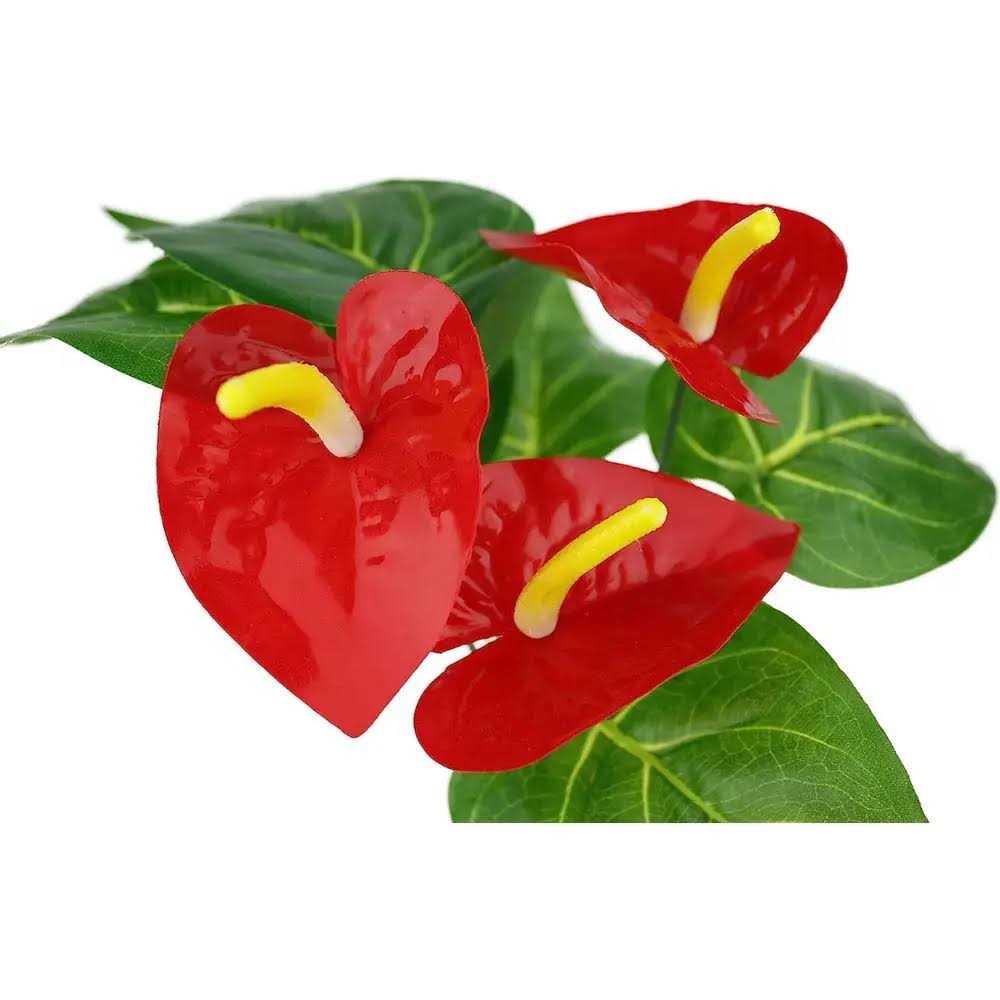 Anthurium Bush Plant F8881