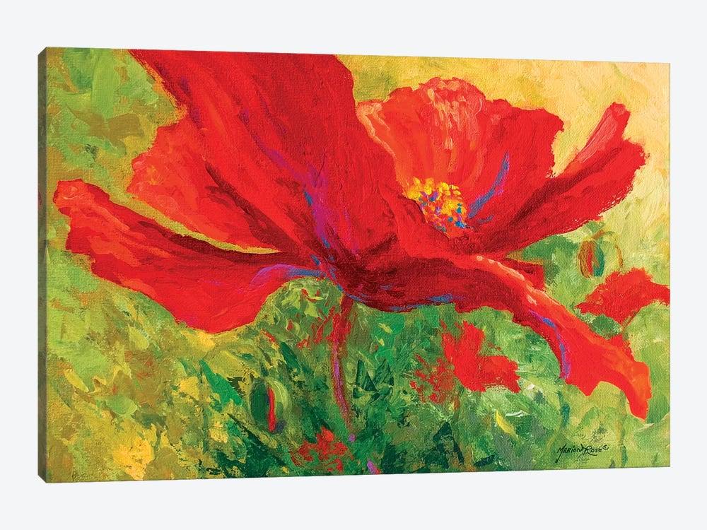 Red Poppy Canvas Art V244