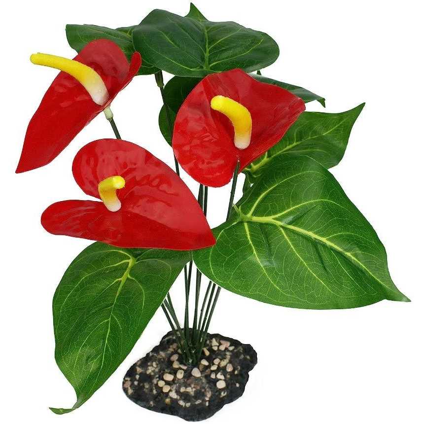 Anthurium Bush Plant F8881