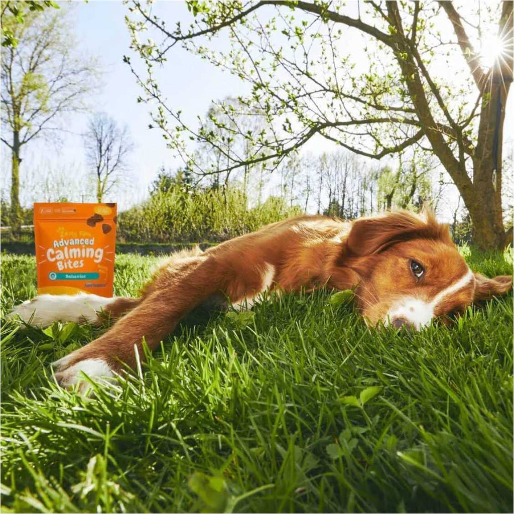 Advanced Behavior Calming Bites for Dogs D706952