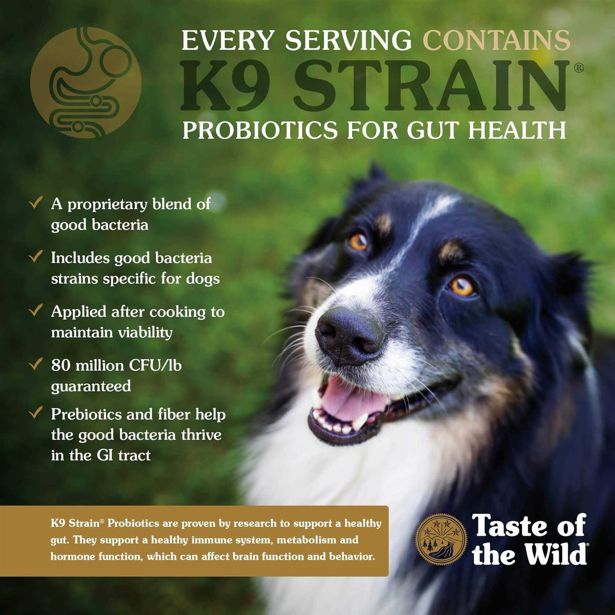 Pine Forest Dog Food G66503