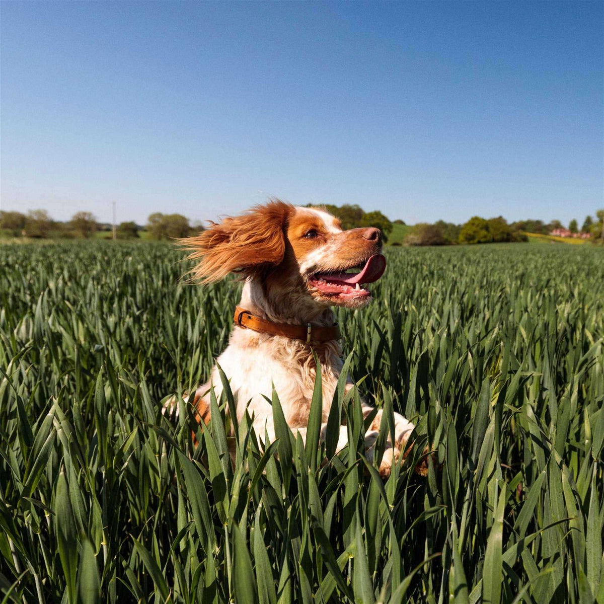 Dry Dog Food W844
