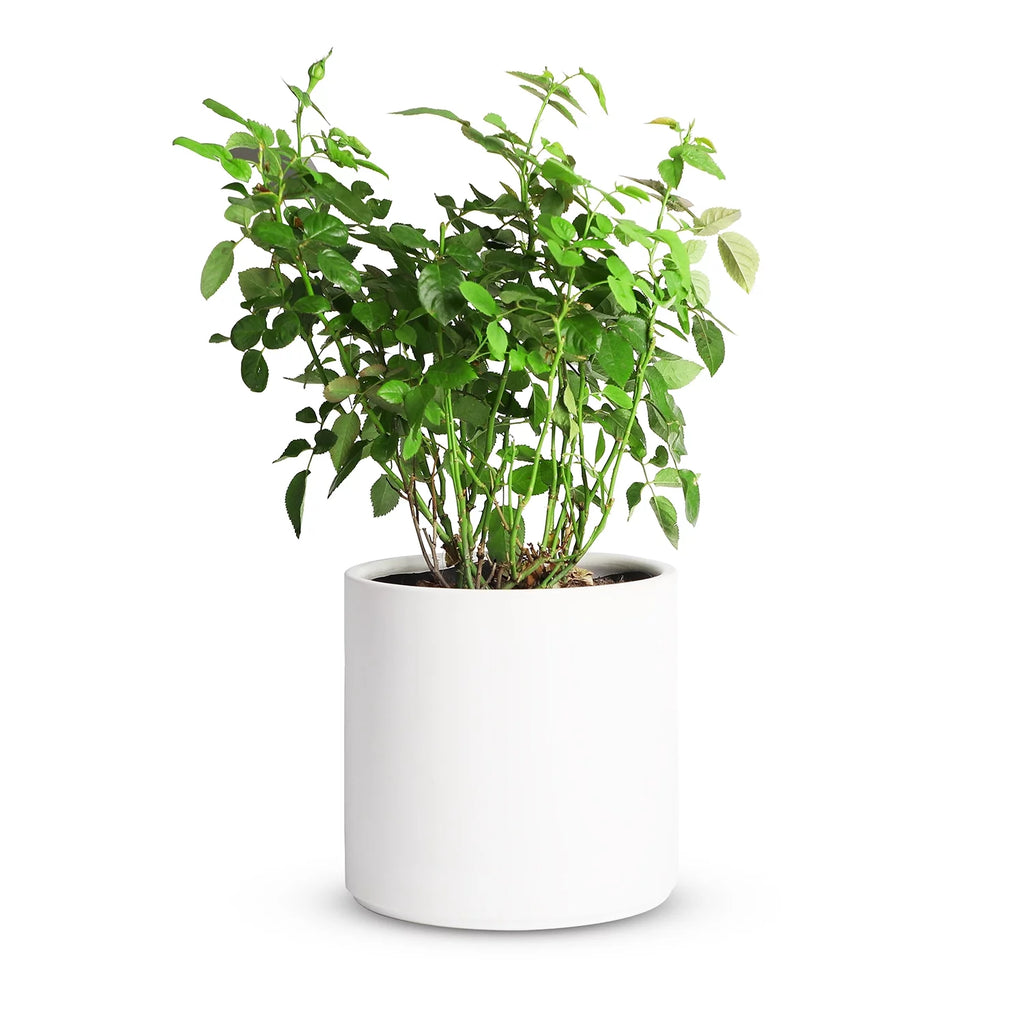 Ceramic Plant Pots with Drainage Hole (White) U23748