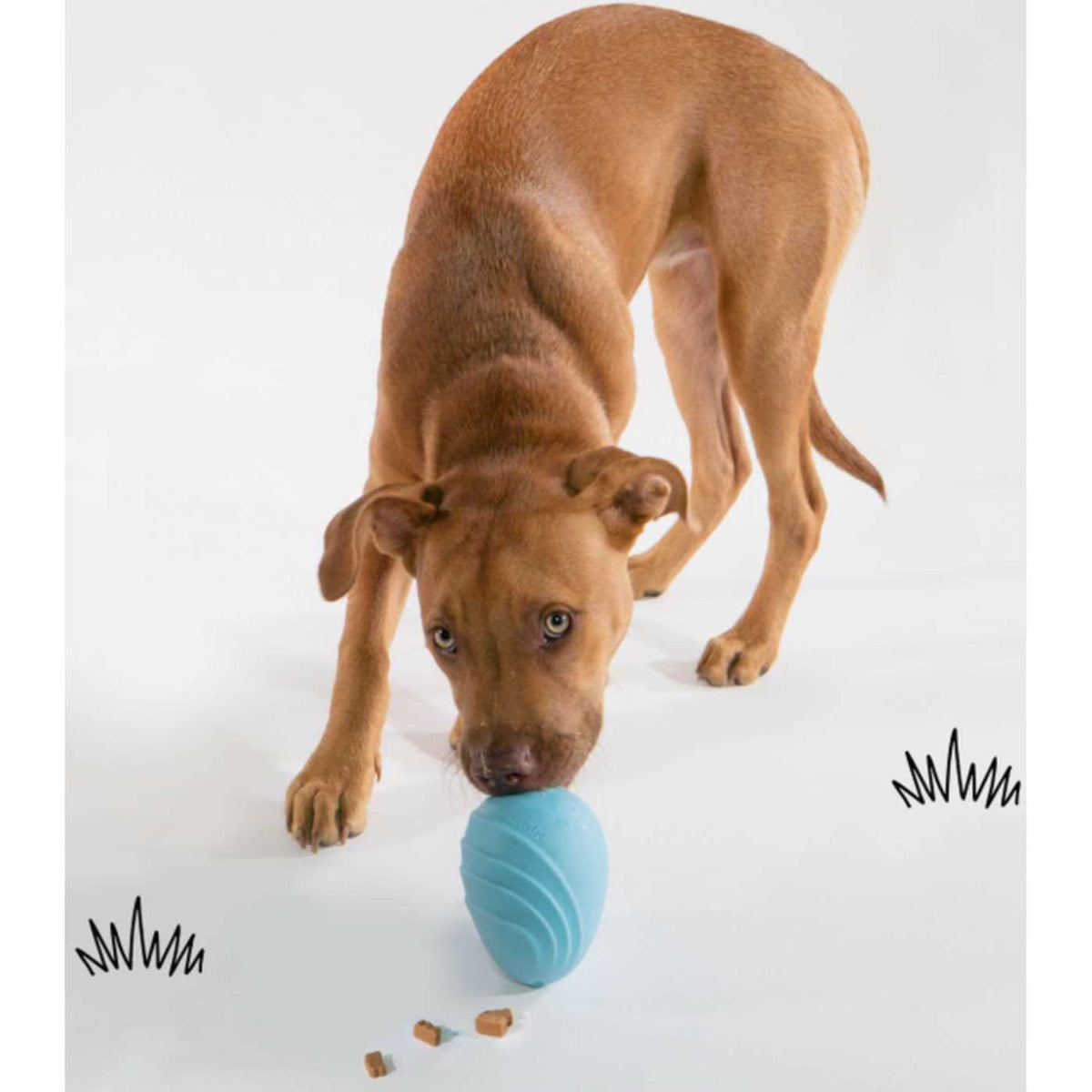 Dog Toy Q343742