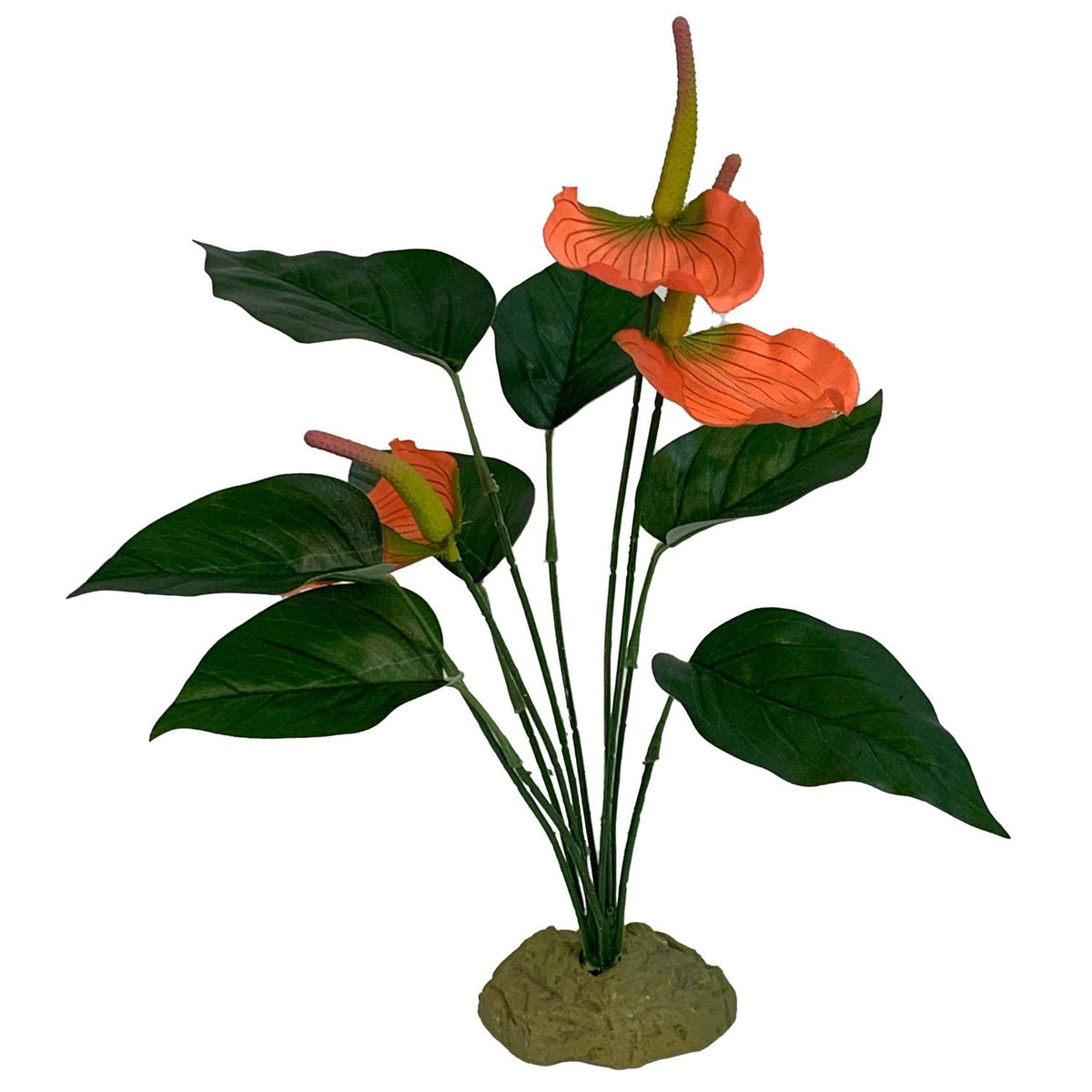 Anthurium Bush Plant F8881