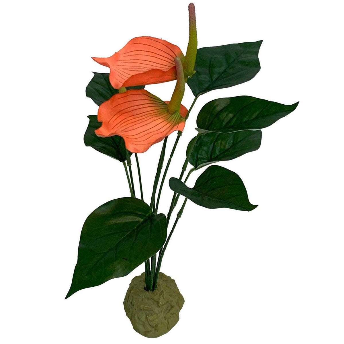 Anthurium Bush Plant F8881