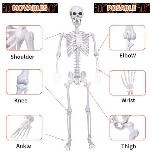 5.4Ft 2PCS Posable Skeleton with Movable Joints W76732
